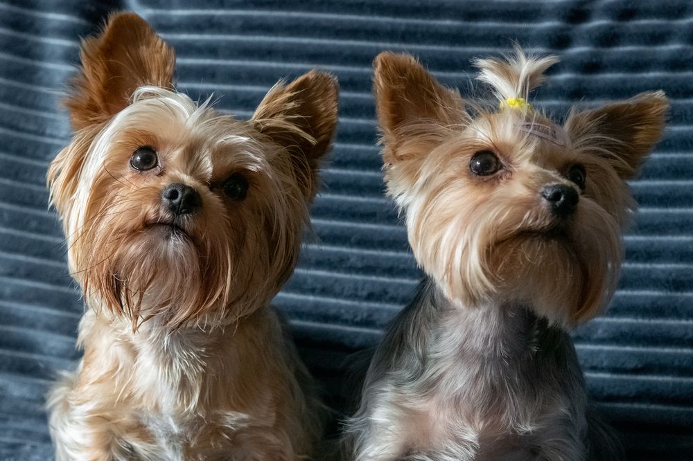 Фотография автора Нина Шкляр