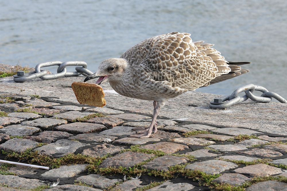 Удачный денёк