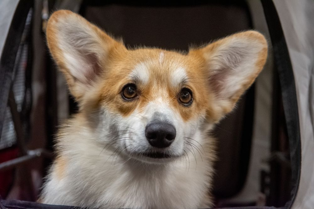 Фотография автора Нина Шкляр