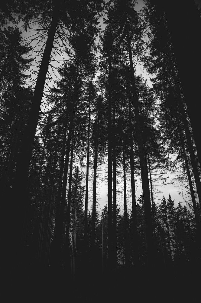 Photograph by Amel Mahmuljin