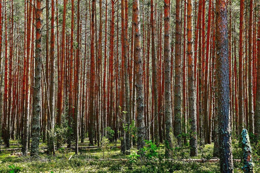 Фотография автора Totoro