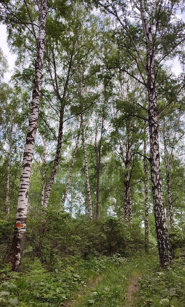 Photograph by Полина Скурская