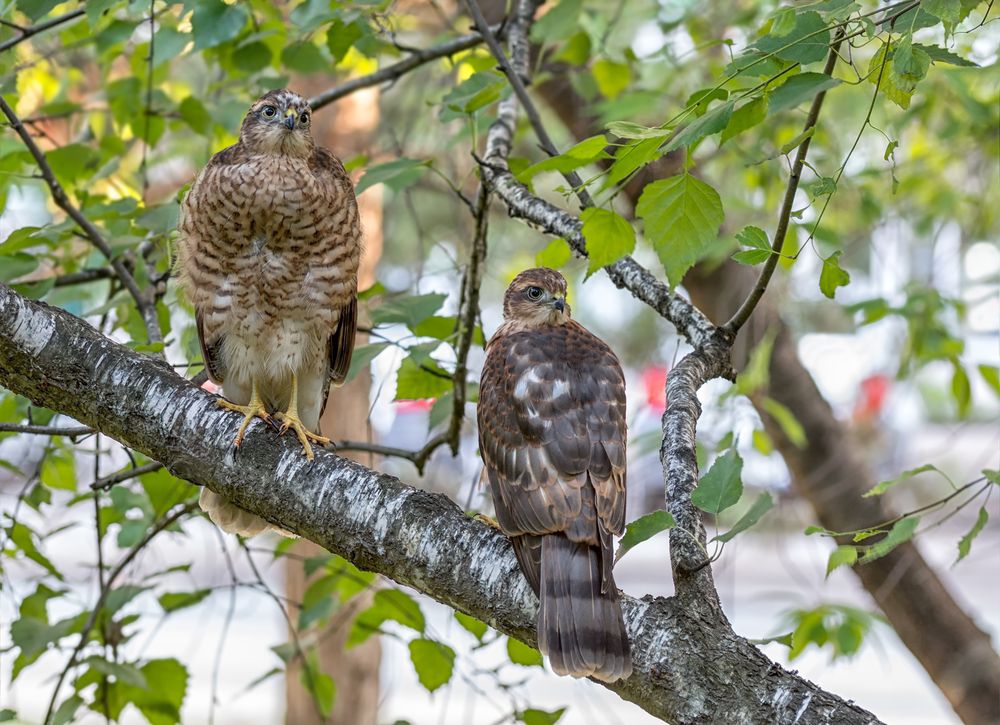 Молодые ястребы.