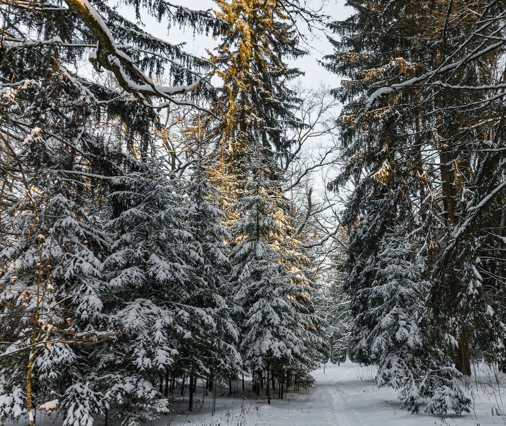 Photograph by Victor Shaposhnikov