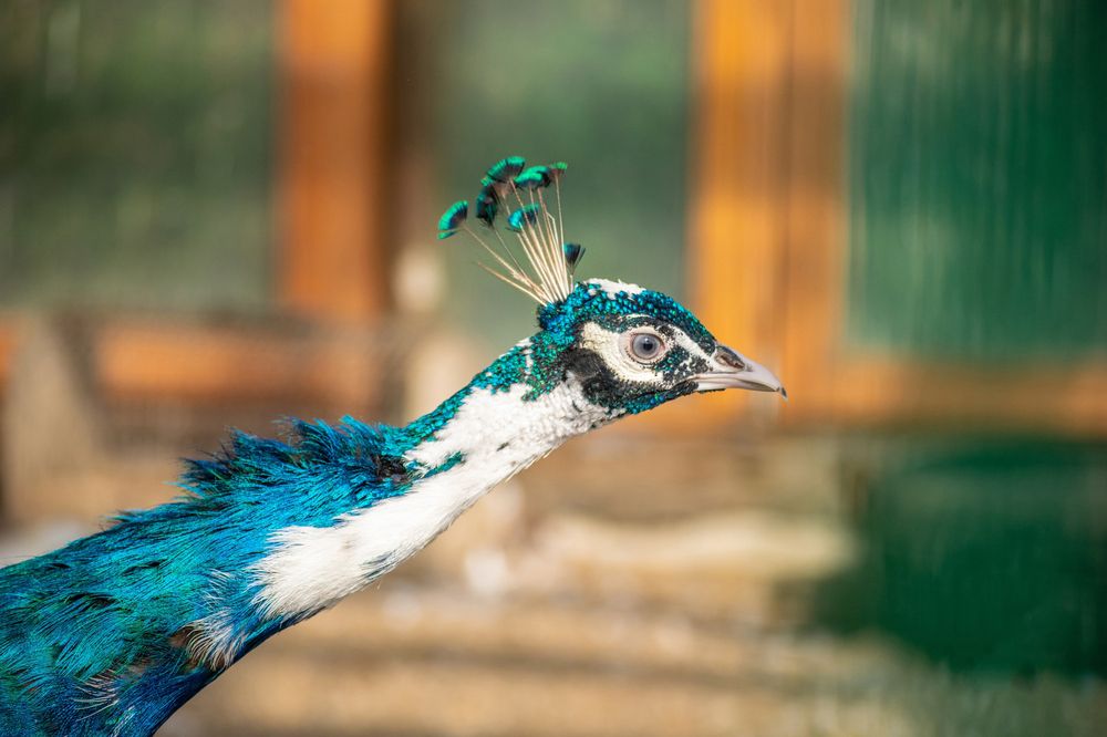 Photograph by Дмитрий Анисимов