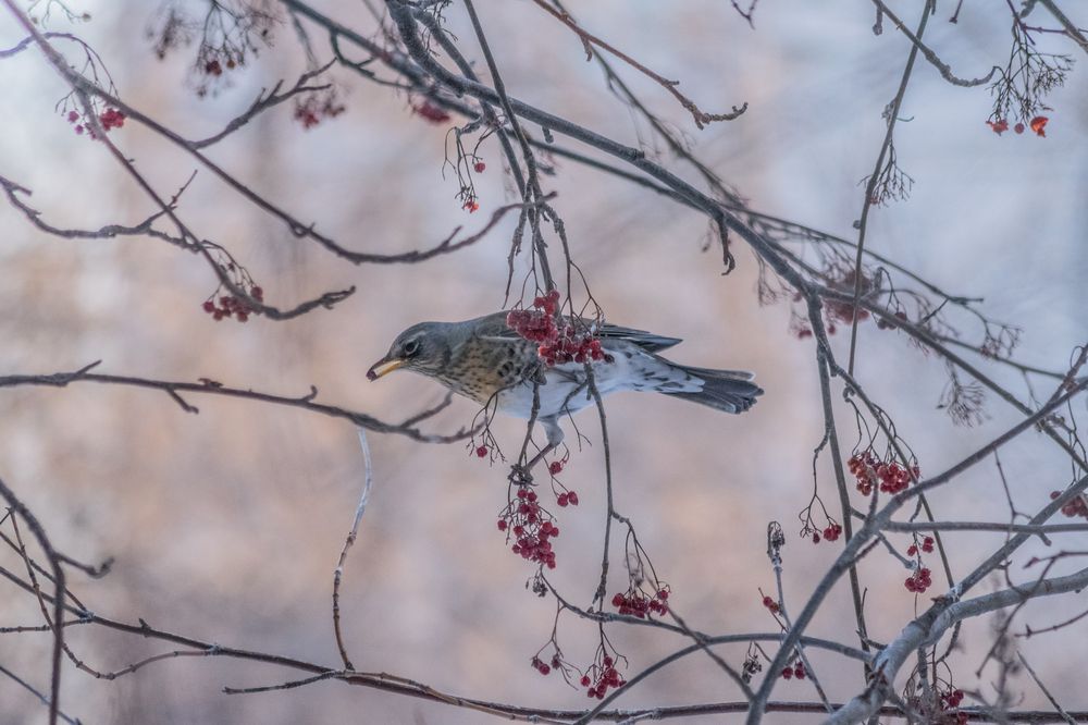 Photograph by Дмитрий Анисимов