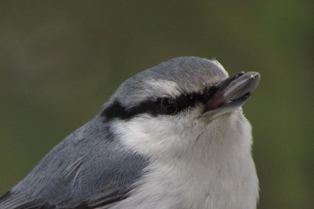 Самая вкусная!