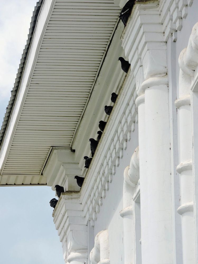 Голуби при храме