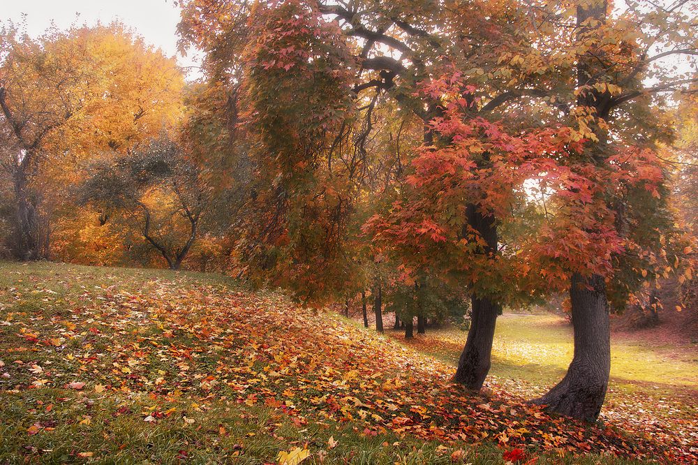 Фотография автора Petrova Anastasia