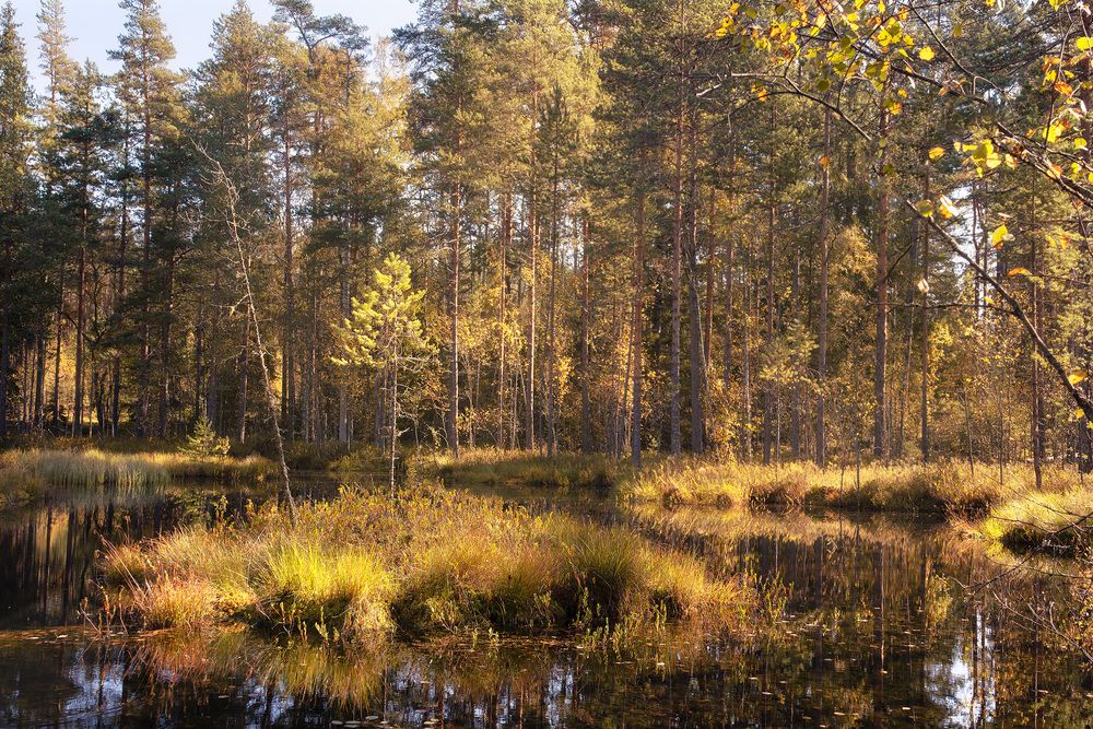 Фотография автора Petrova Anastasia