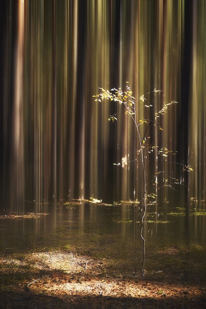 Фотография автора Petrova Anastasia