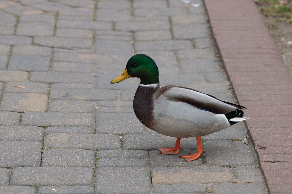 Photograph by Надежда Зайцева