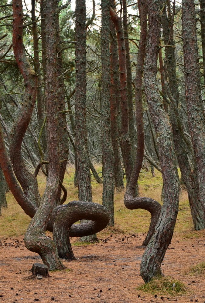 Танцующий лес