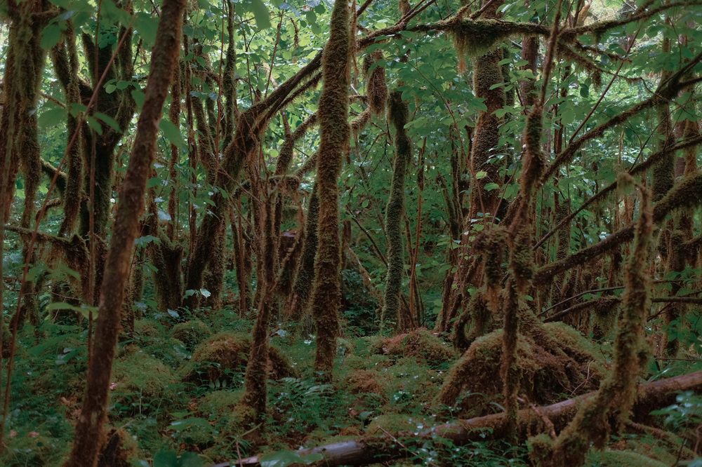 Photograph by Дарья Пысина