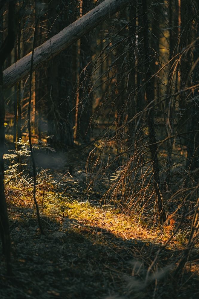 Photograph by Дарья Пысина