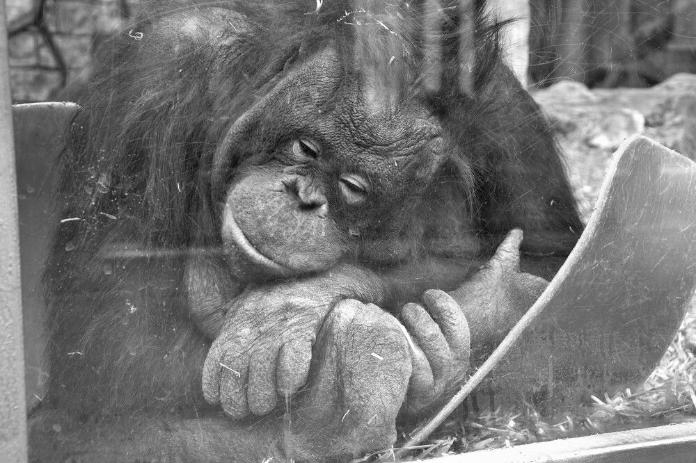 Photograph by Андрей Звездов