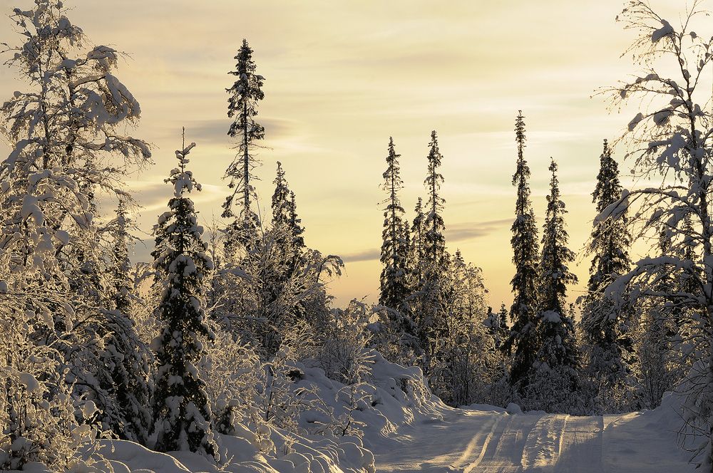 Акварель зимы