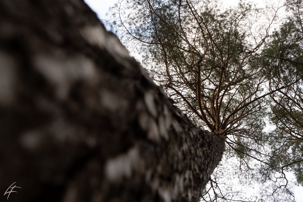 Photograph by Елизавета Фирстова