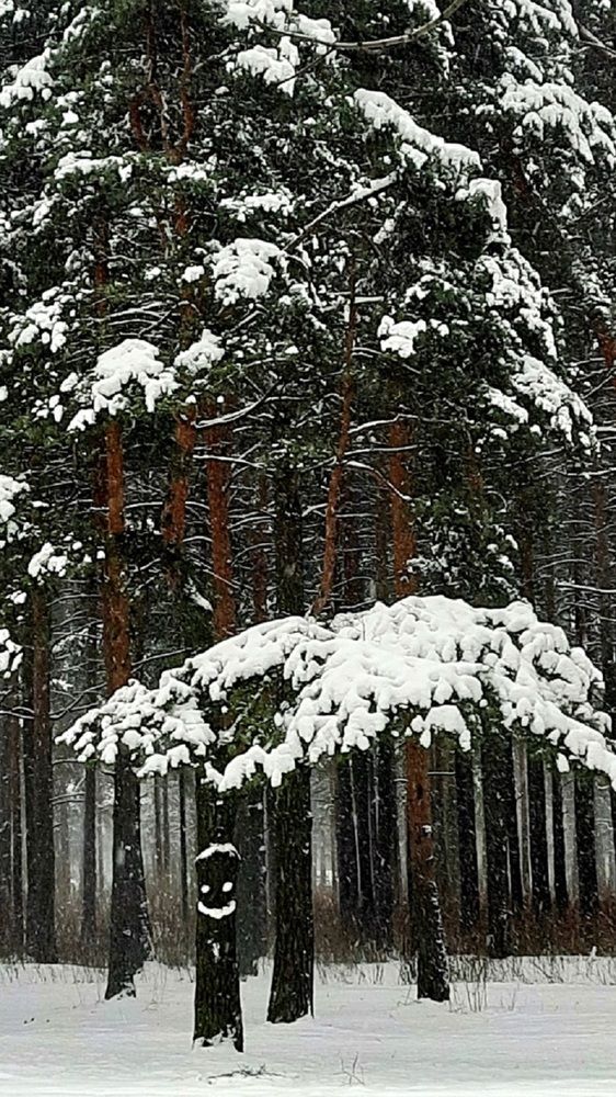 В петербургском лесу