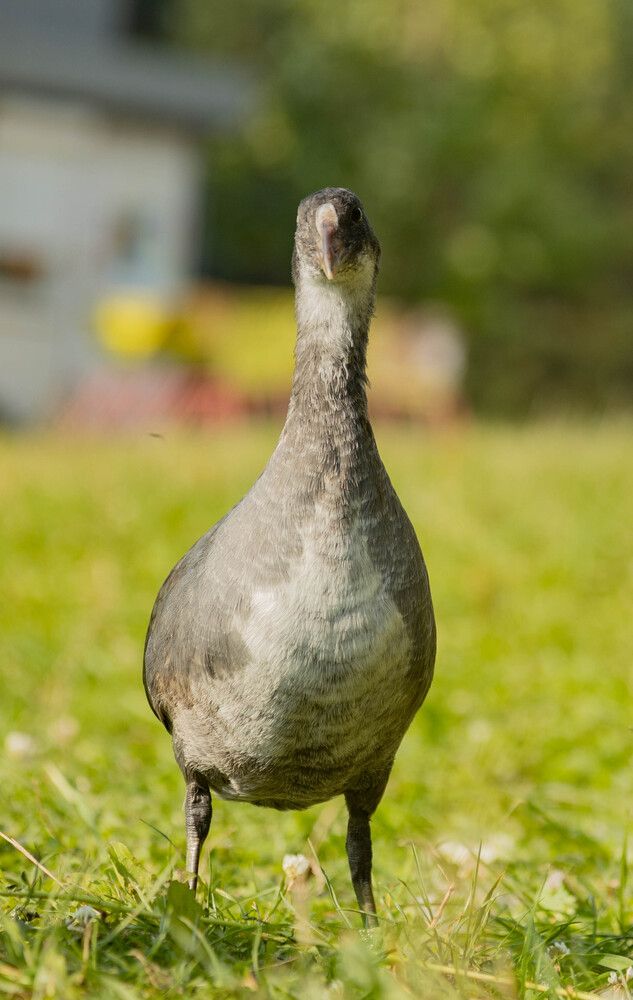 Фотография автора Екатерина Счасная