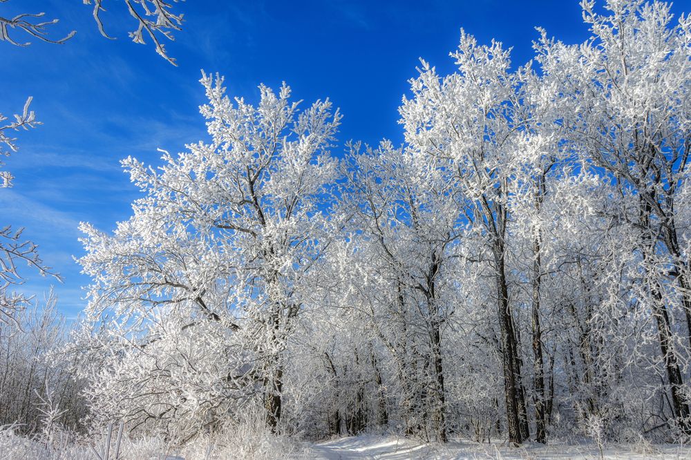 Фотография автора Наталья Димова