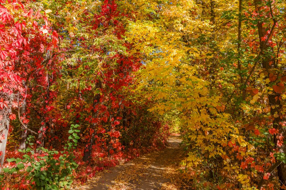 Фотография автора Наталья Димова