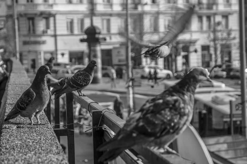 Photograph by  Dimitar