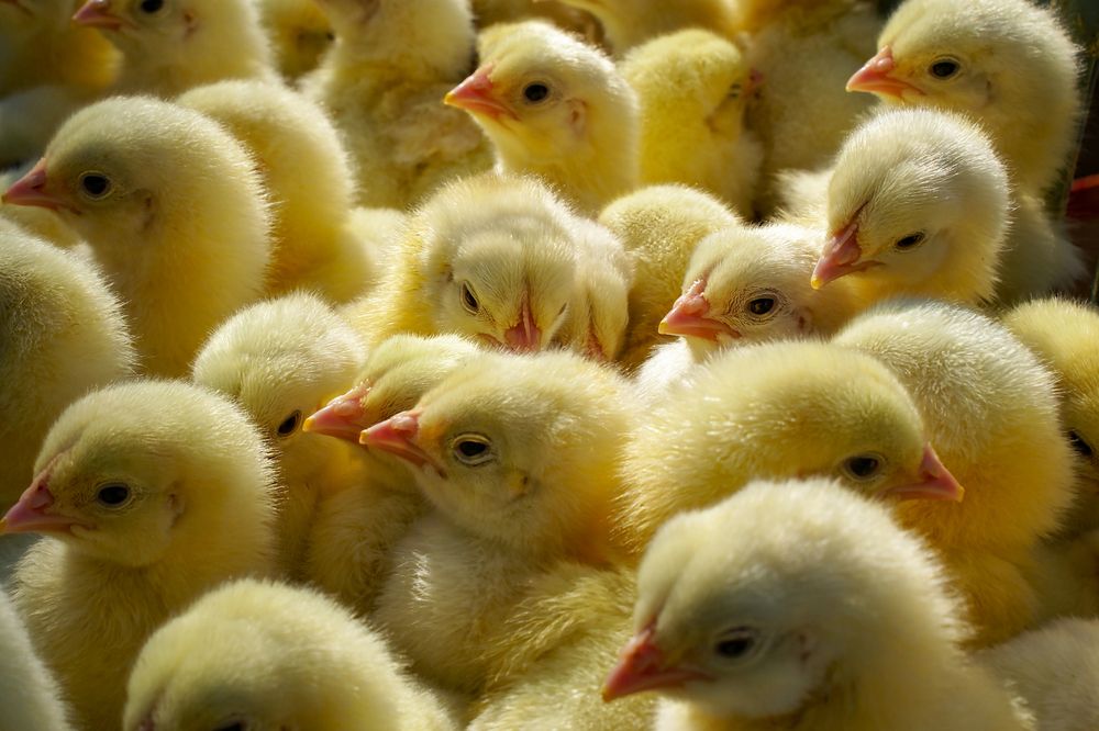 Photograph by Сергей Табатчиков