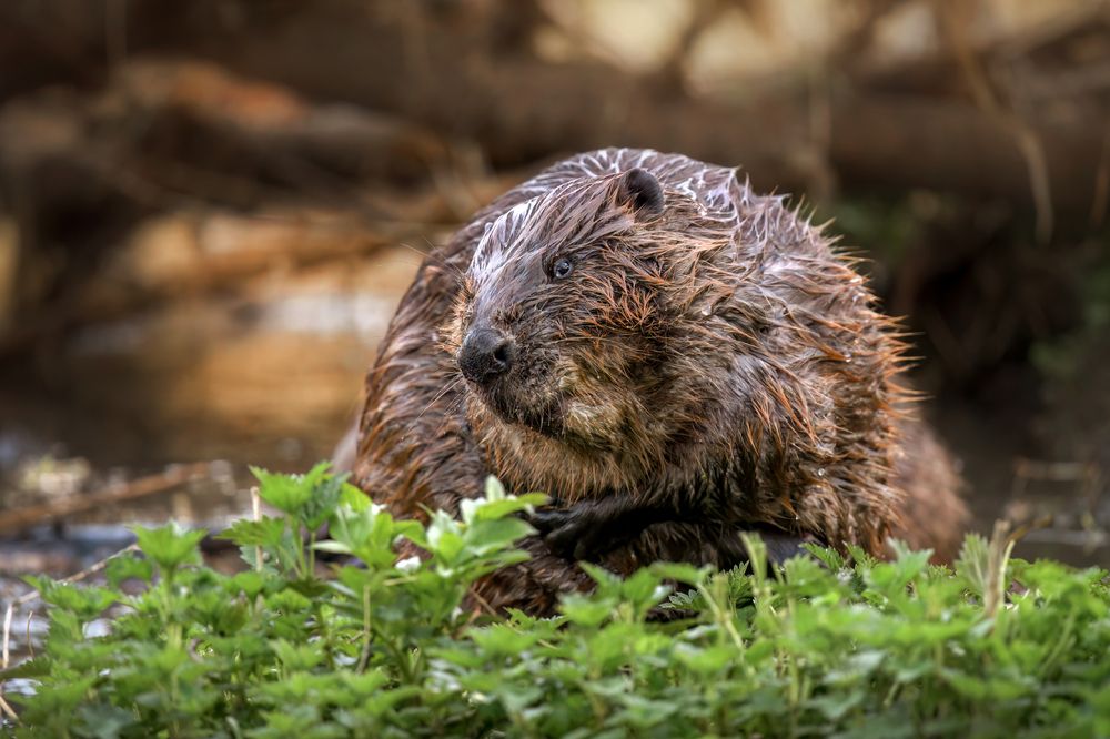 Довольный бобрик