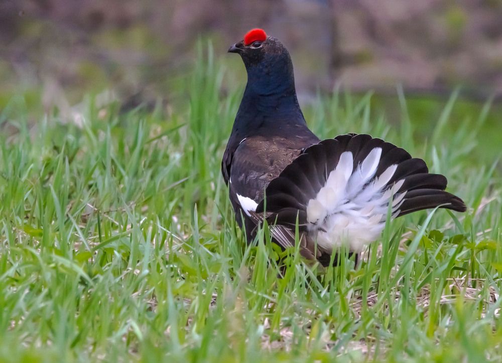 Турнирный боец