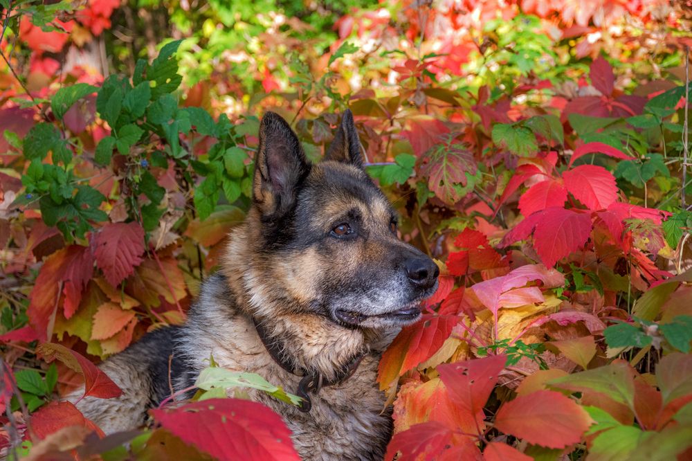 Фотография автора Наталья Димова