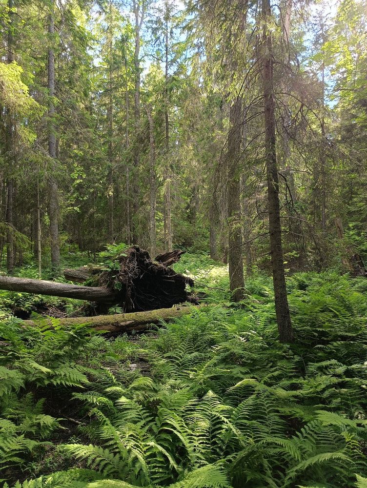 Фотография автора Елена Александрова