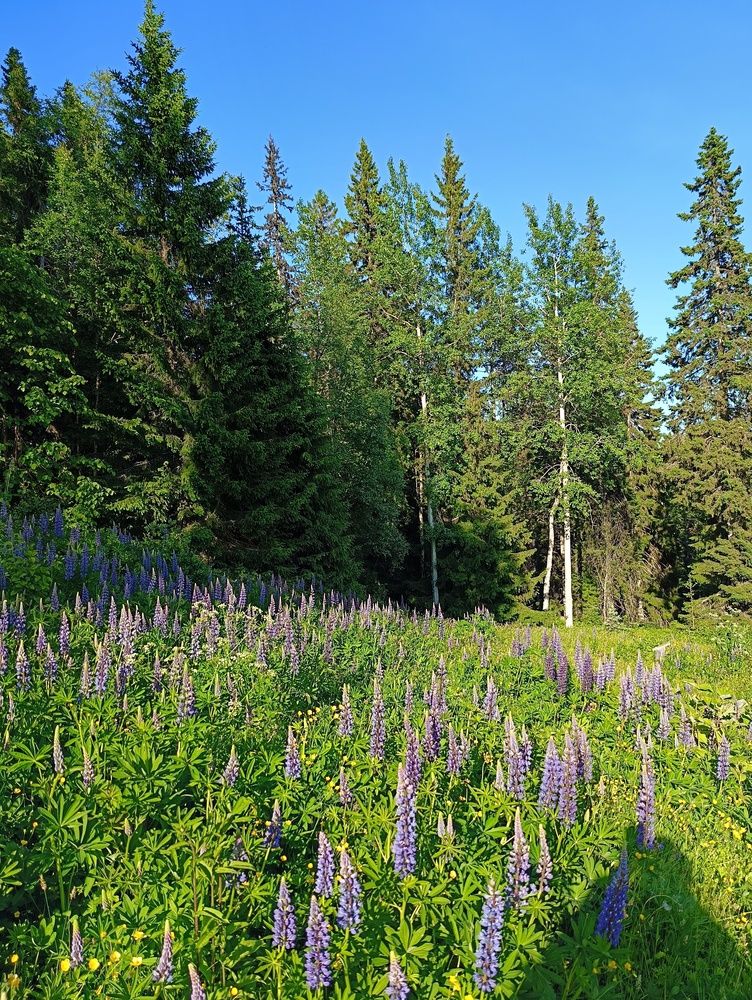 Фотография автора Елена Александрова
