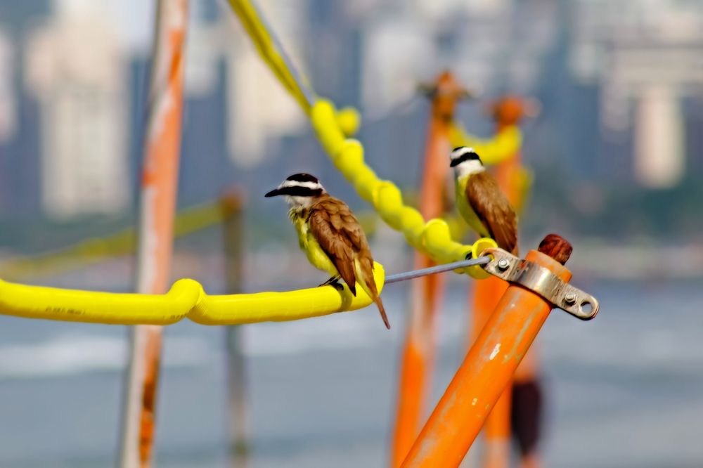 Фотография автора Márcia Cristina Machado