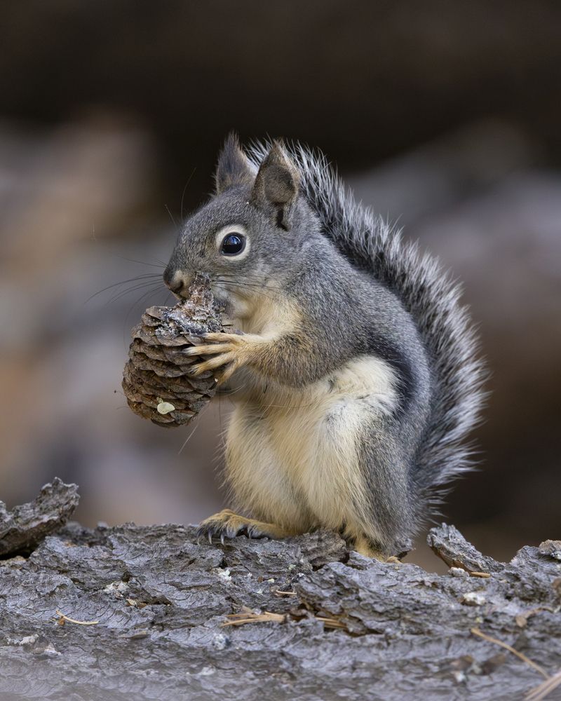 Douglas\' squirrel with cone