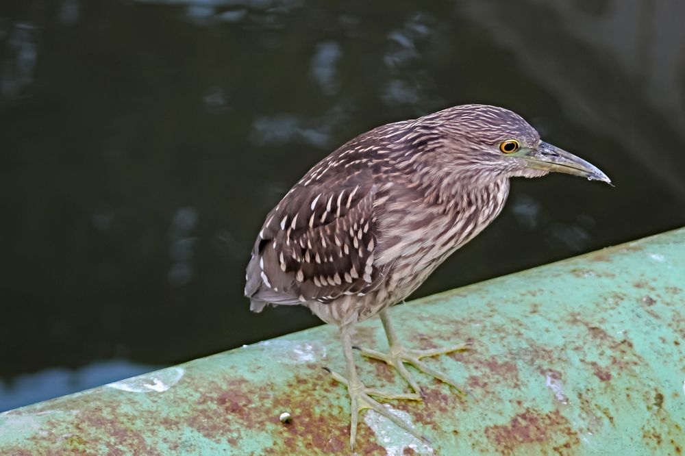 Фотография автора Márcia Cristina Machado