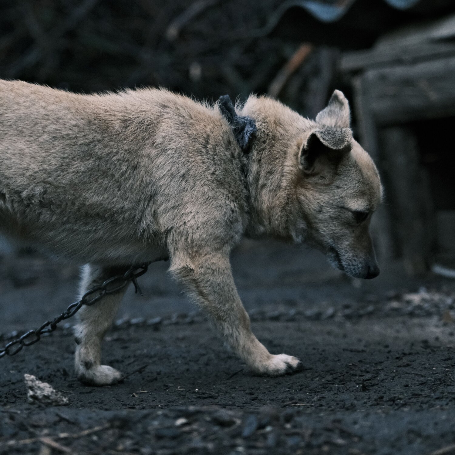 Photo #11809050