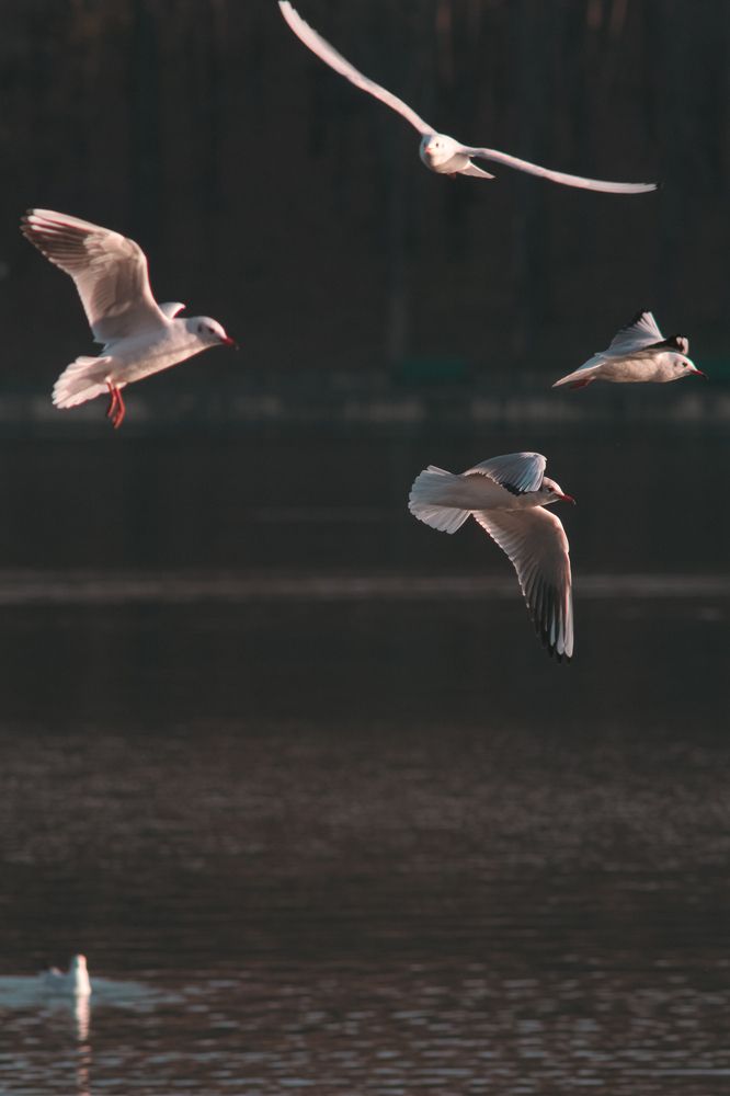 Photograph by Repida Mihail