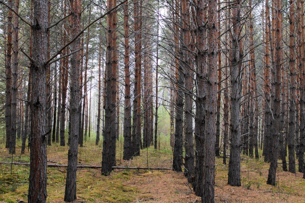 Photograph by Алексей Швецов