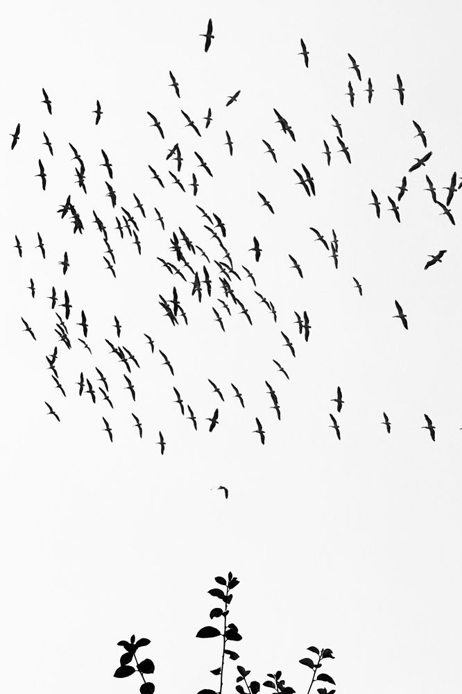 Фотография автора BIPLAB MISRA