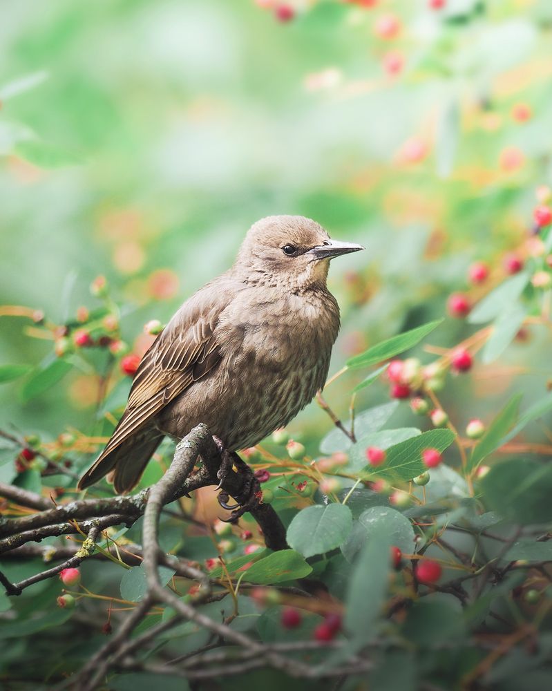 Photograph by Маргарита Смоленская