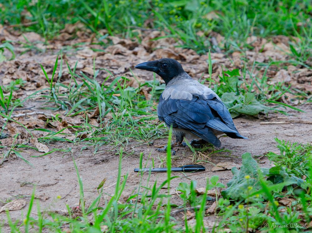 Photograph by Алексей Швецов