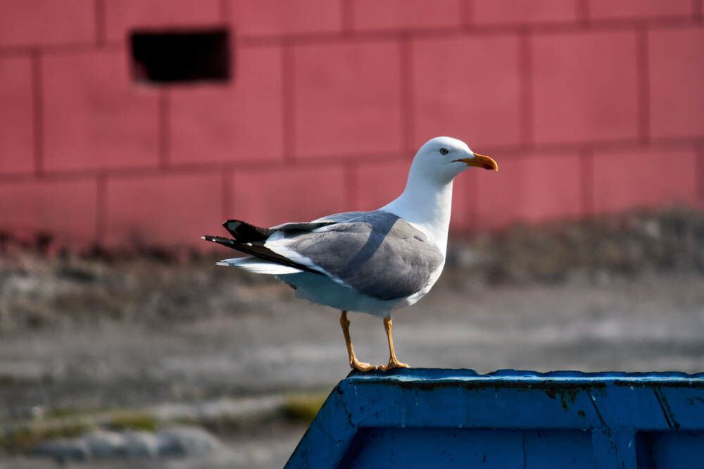 Photograph by Алексей Швецов