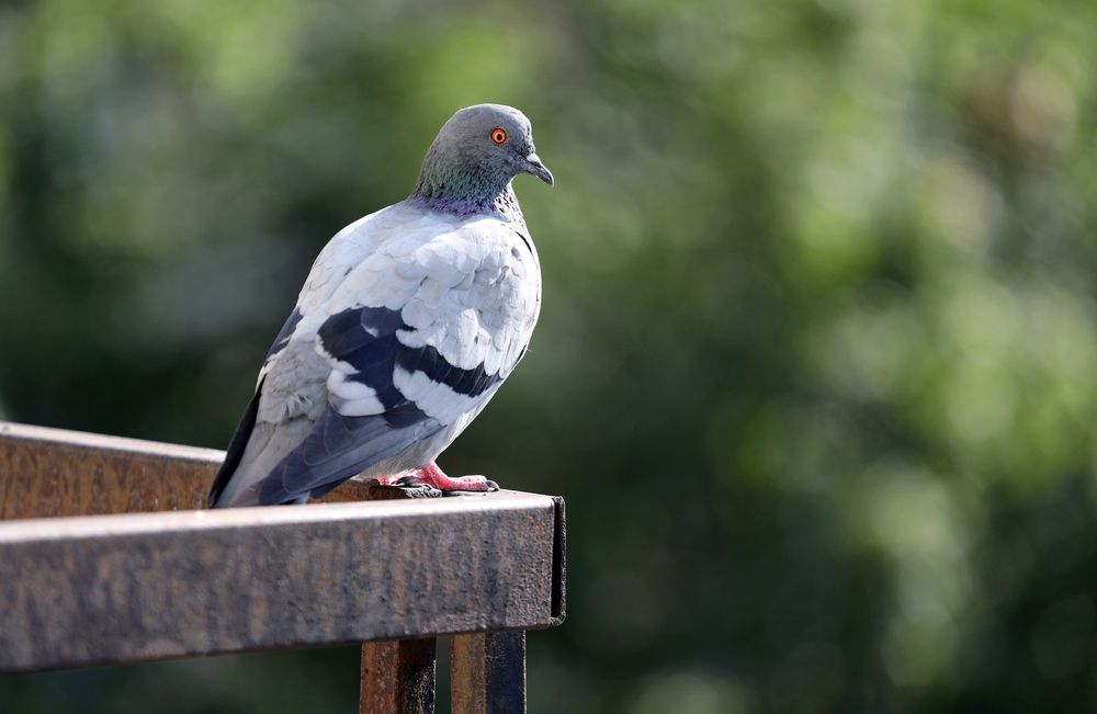 Фотография автора Ирина Муравьева