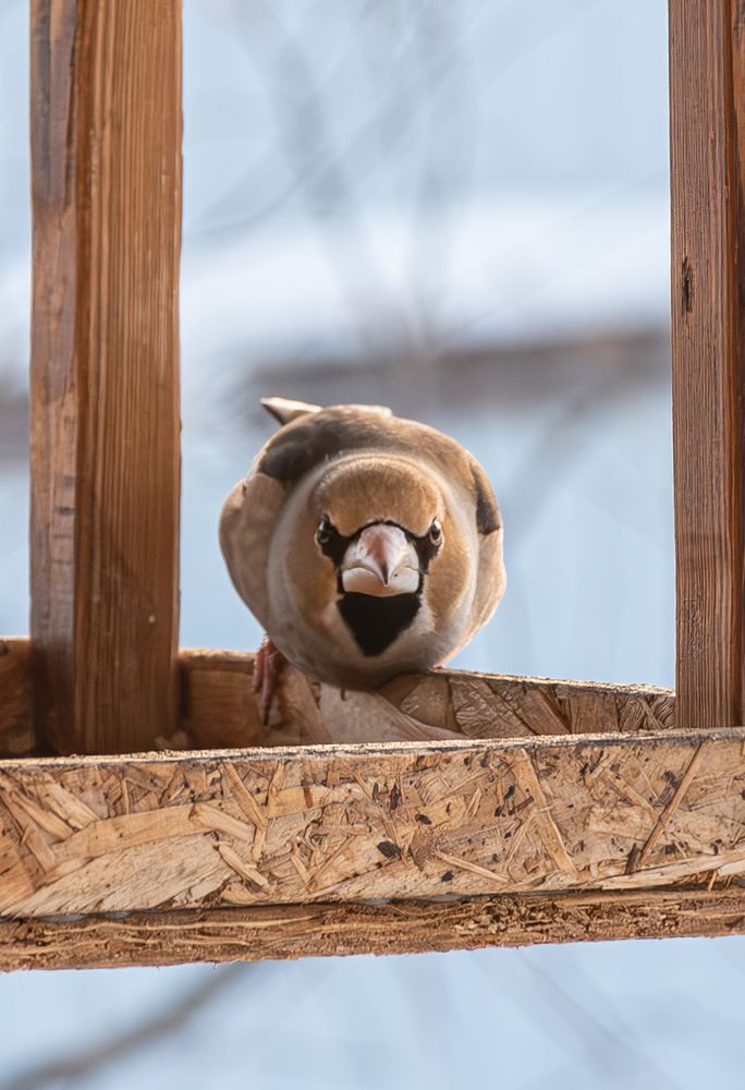 Photograph by Альварис Сукманюк