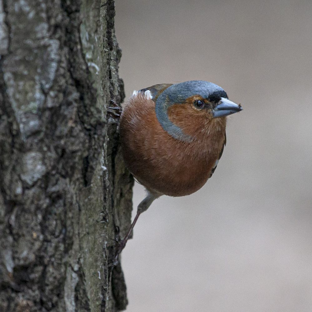 Фотография автора Анатолий Макоедов