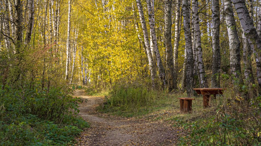 ОСЕНЬ В ЛЕСУ