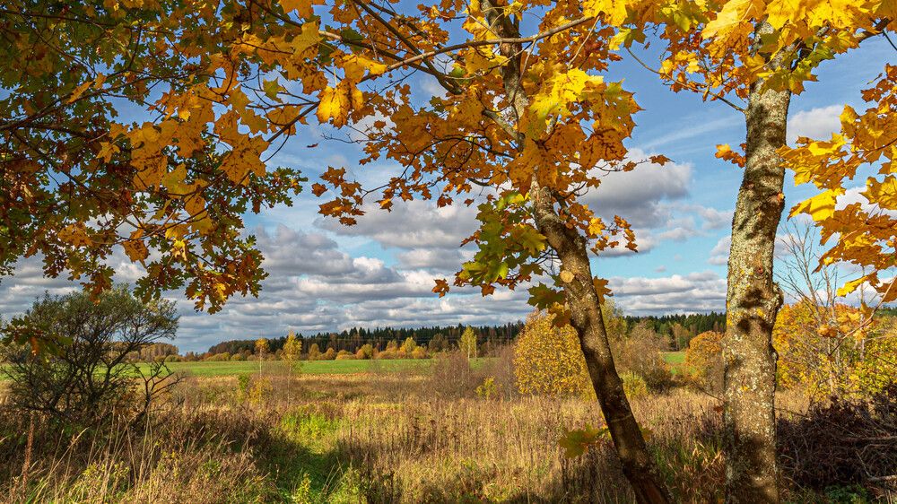 ОЧАРОВАНИЕ ОСЕННЕГО ЛЕСА