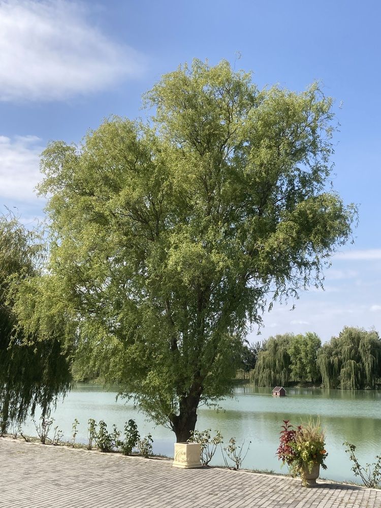 Photograph by Светлана