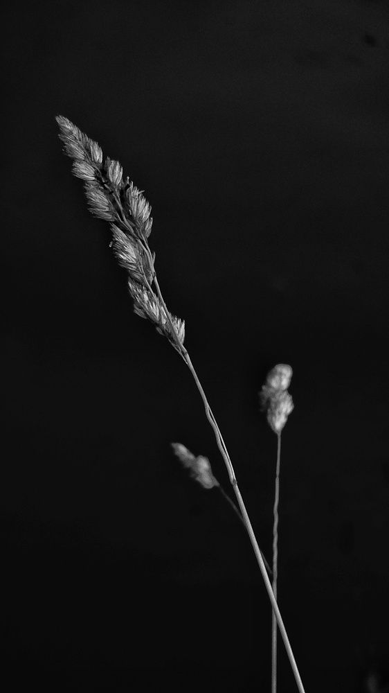 Photo #11809748